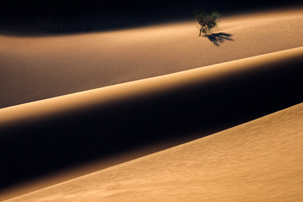 Der einsame Baum in der Wüste von Majid Behzad