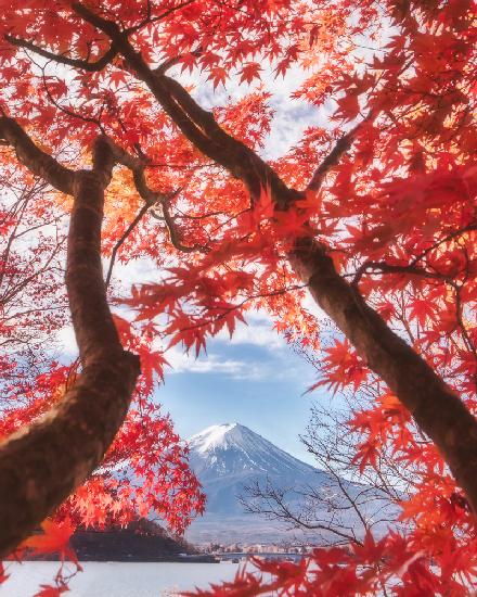 Der Berg Fuji liegt im Herbstlaub