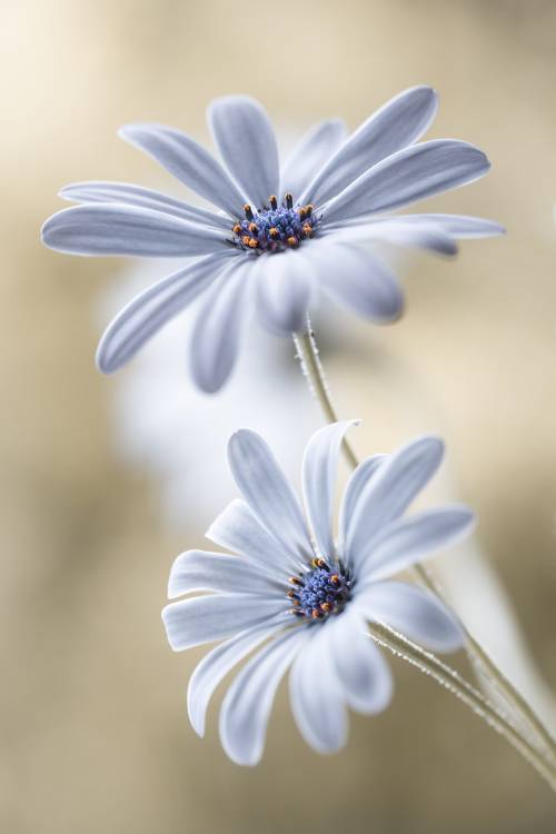 Cape daisies von Mandy Disher