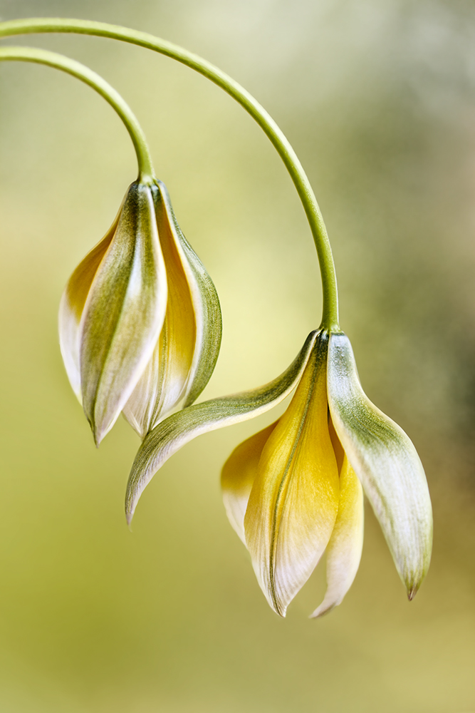 Tulipa von Mandy Disher