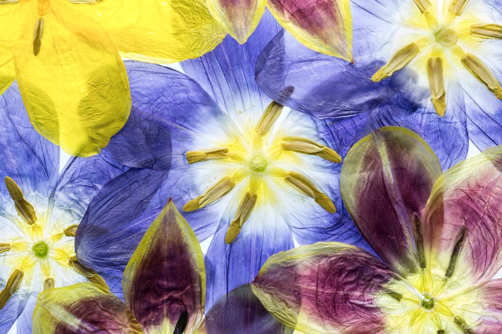 Tulips von Mandy Disher