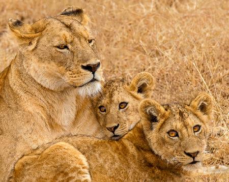 Ngorongoro stolze Mutter