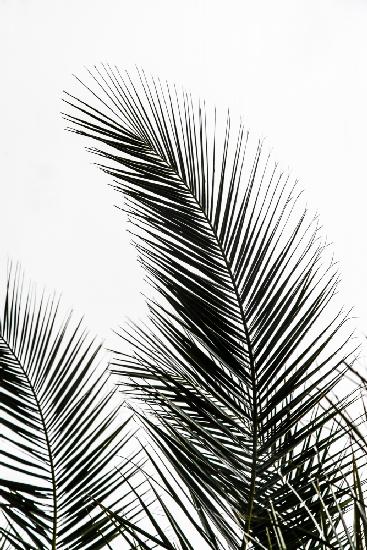 Palmblätter 1
