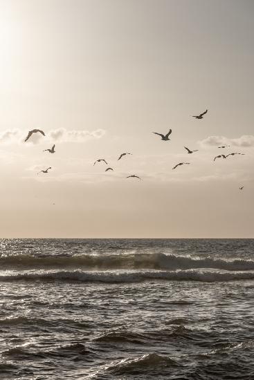 Vögel und das Meer 3