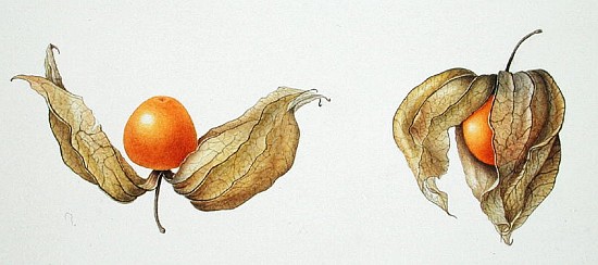 Cape Gooseberries (Physalis peruviana) 1996 (w/c on paper)  von Margaret Ann  Eden