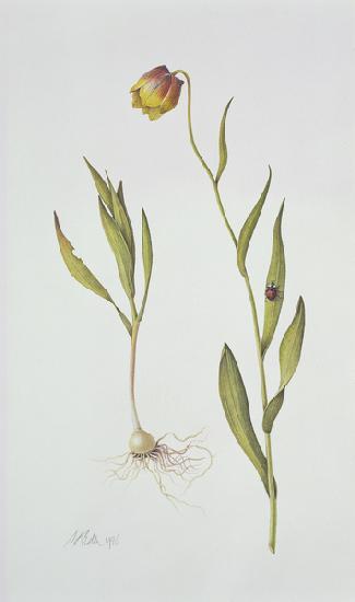 Fritillaria Michailovsky 1996