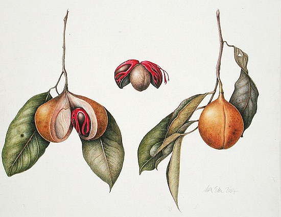 Nutmeg (Myristica fragrans) 2004 (w/c on paper)  von Margaret Ann  Eden