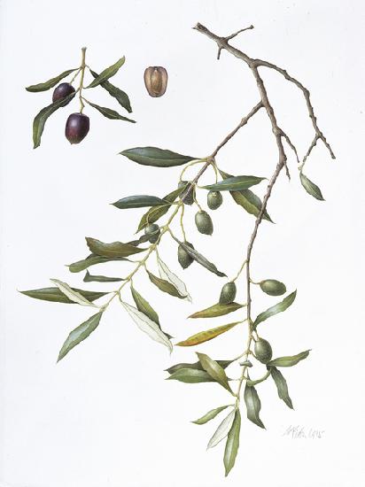 Olive 1995