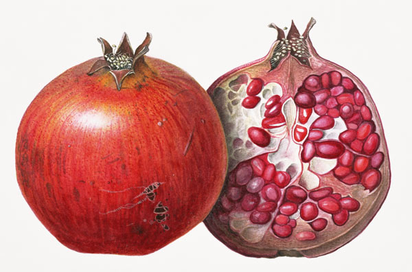 Pomegranate von Margaret Ann  Eden
