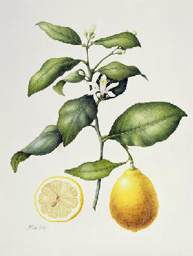 Citrus Limon 1995