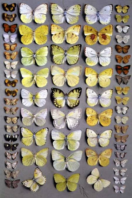 Papuan Butterflies 1 von Marian Ellis Rowan