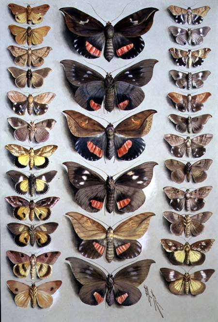Papuan Moths von Marian Ellis Rowan