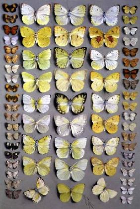 Papuan Butterflies 1 1917-18  o