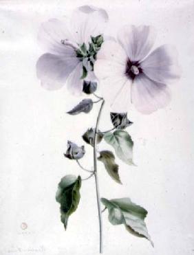 Musk Mallow