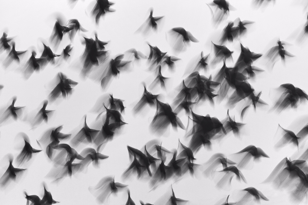 Vögel von Marina Yushina