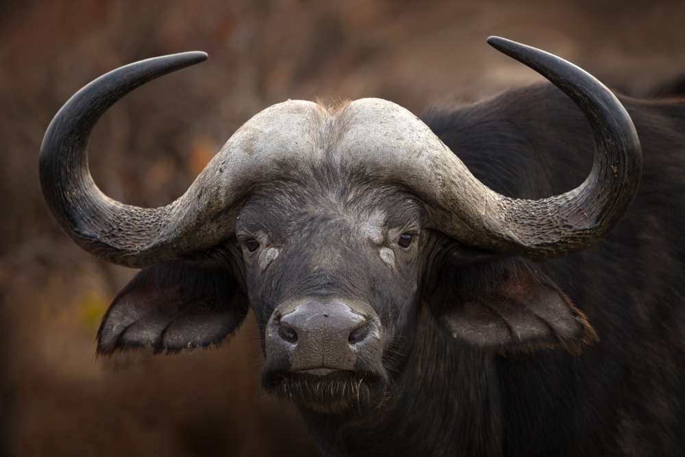 A Buffalo Portrait von Mario Moreno