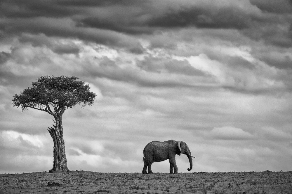 Elefantenlandschaft von Mario Moreno