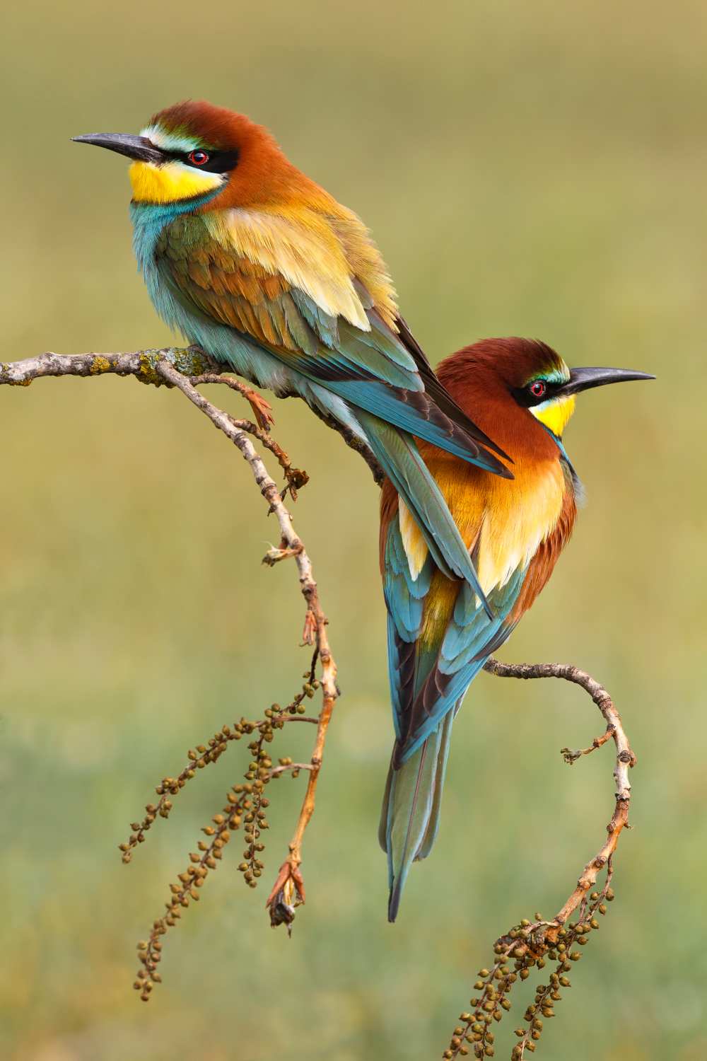 Bee-eaters in love von Mario Suárez