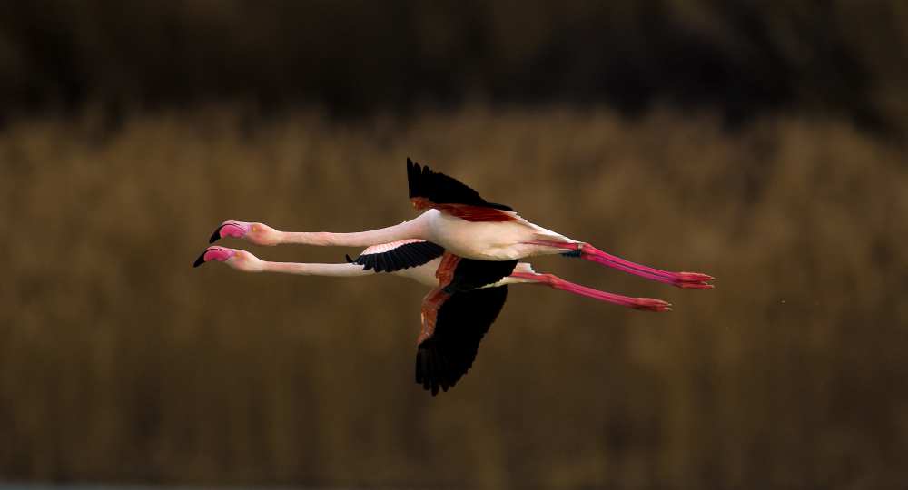 Greater Flamingo von Marius Floca
