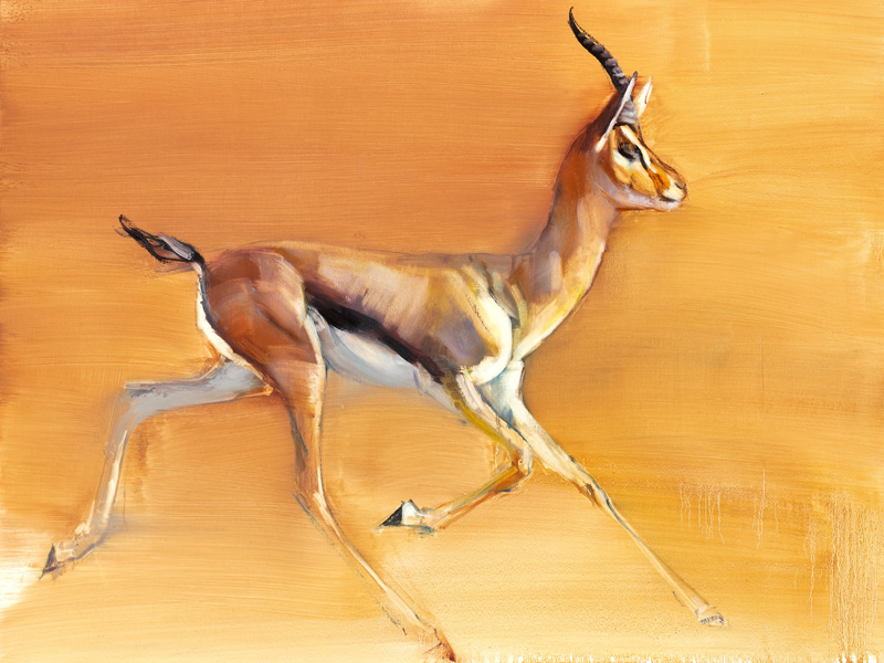 Arabian Gazelle von Mark  Adlington