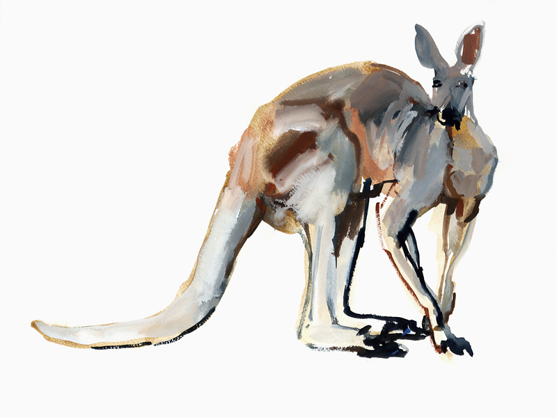 Roo, (Red Kangaroo) von Mark  Adlington