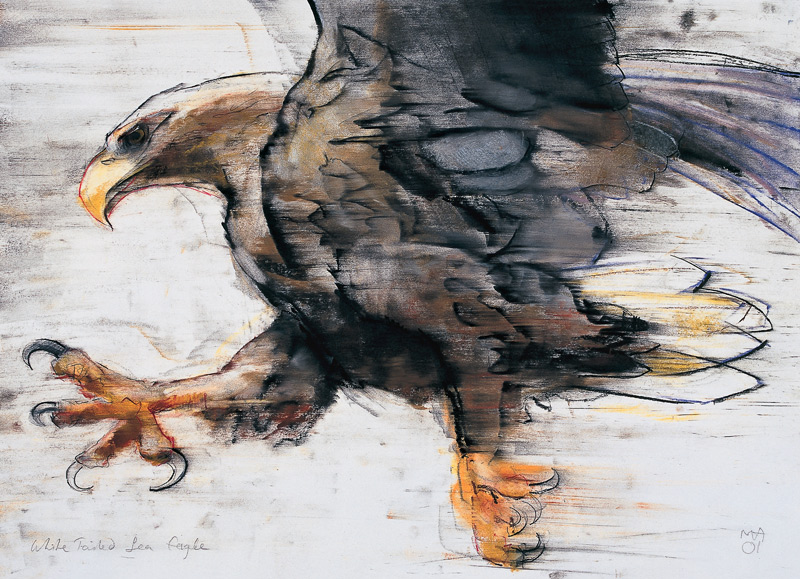 Talons - White tailed Sea Eagle von Mark  Adlington