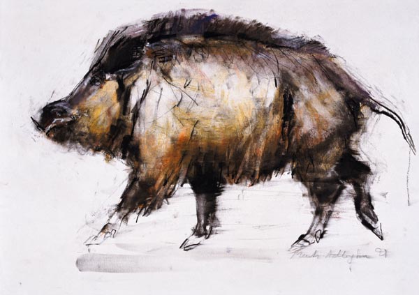 Wild Boar von Mark  Adlington