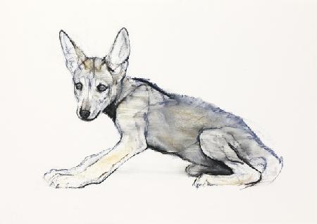 Adolescent Arabian Wolf Pup 2009