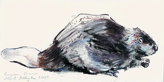 European Beaver (Study) 2001 von Mark  Adlington