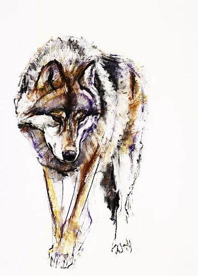 European Wolf von Mark  Adlington
