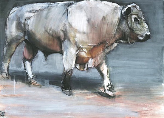 Fresno, Galloway Bull von Mark  Adlington
