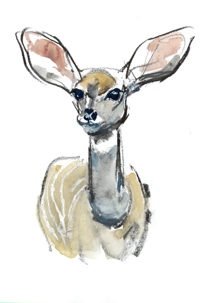 Kudu Fawn, Sarara von Mark  Adlington