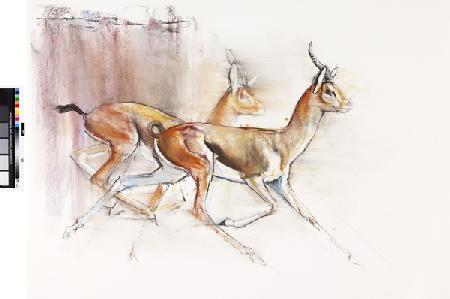 Running Arabian Gazelles 2010