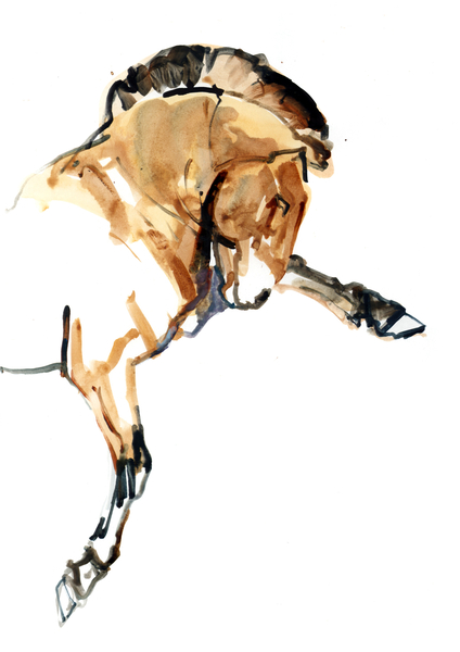 Stallion (Przewalski) von Mark  Adlington