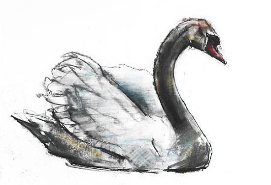 Swan von Mark  Adlington
