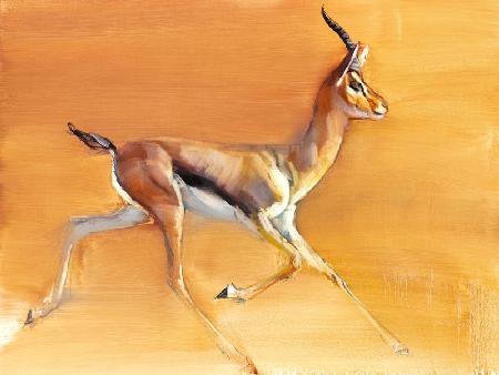 Arabian Gazelle 2010