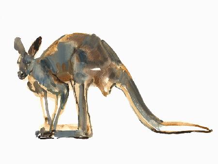 Ochre Dusted, (Red Kangaroo) 2012