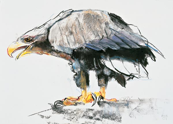 White tailed Sea Eagle von Mark  Adlington