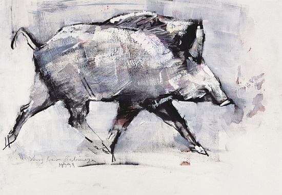 Young boar, Bialowieza, Poland von Mark  Adlington