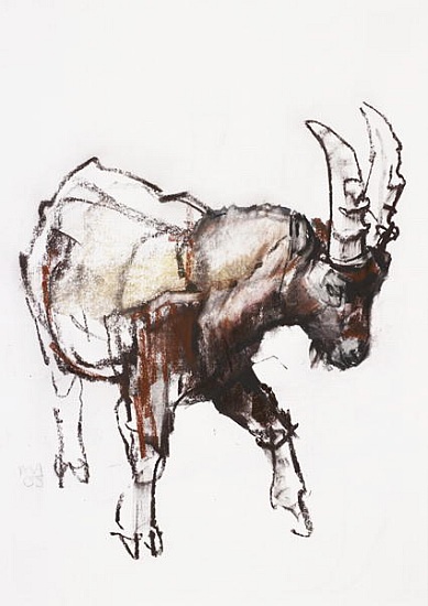 Young Ibex, Gran Paradiso von Mark  Adlington