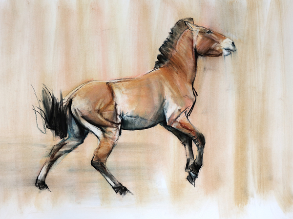Young Stallion (Przewalski) von Mark  Adlington