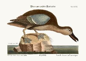 The Blue-wing Teal 1749-73