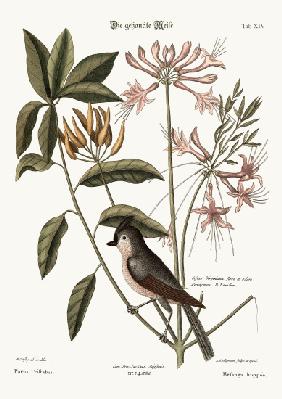The crested Titmouse 1749-73