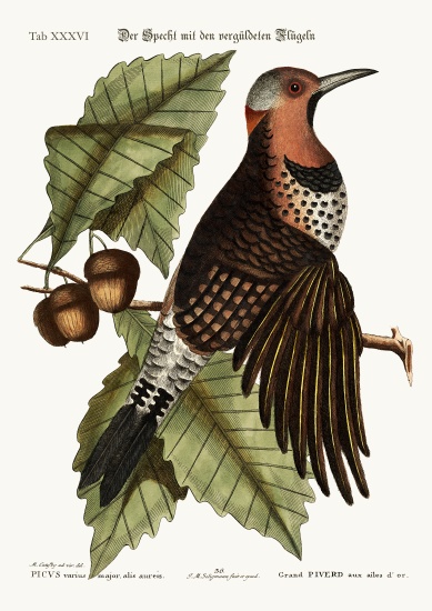 The gold-winged Woodpecker von Mark Catesby