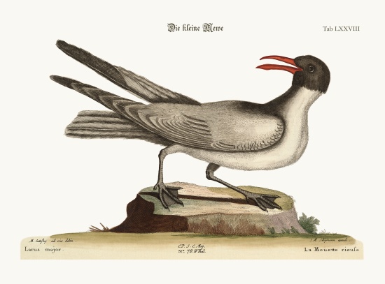 The Laughing Gull von Mark Catesby