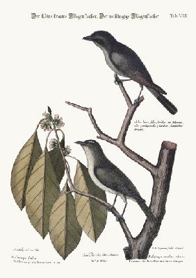 The little brown Flycatcher. The red-eyed Flycatcher 1749-73