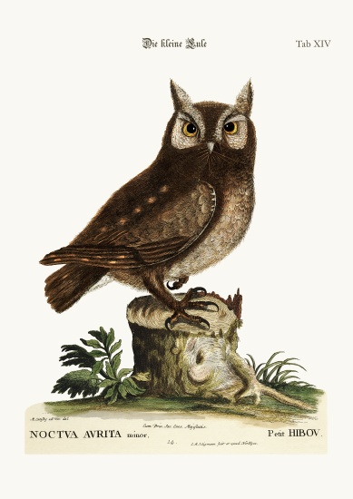 The little Owl von Mark Catesby