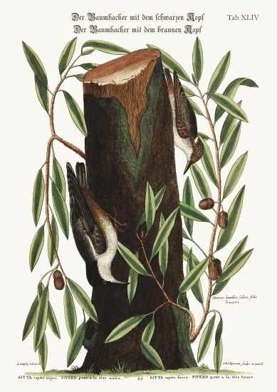 The Nuthatch. The small Nuthatch von Mark Catesby