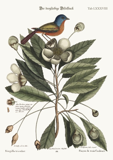 The painted Finch von Mark Catesby
