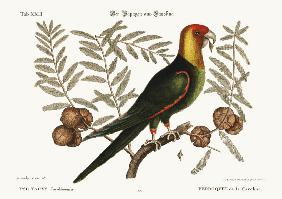 The Parrot of Carolina 1749-73